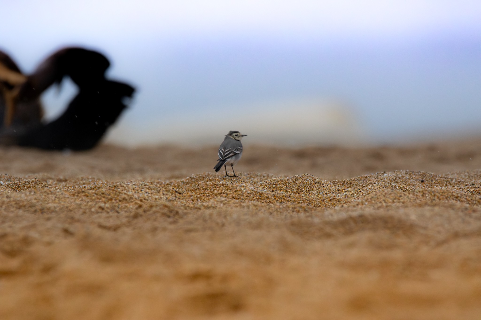 Wildlife photograph