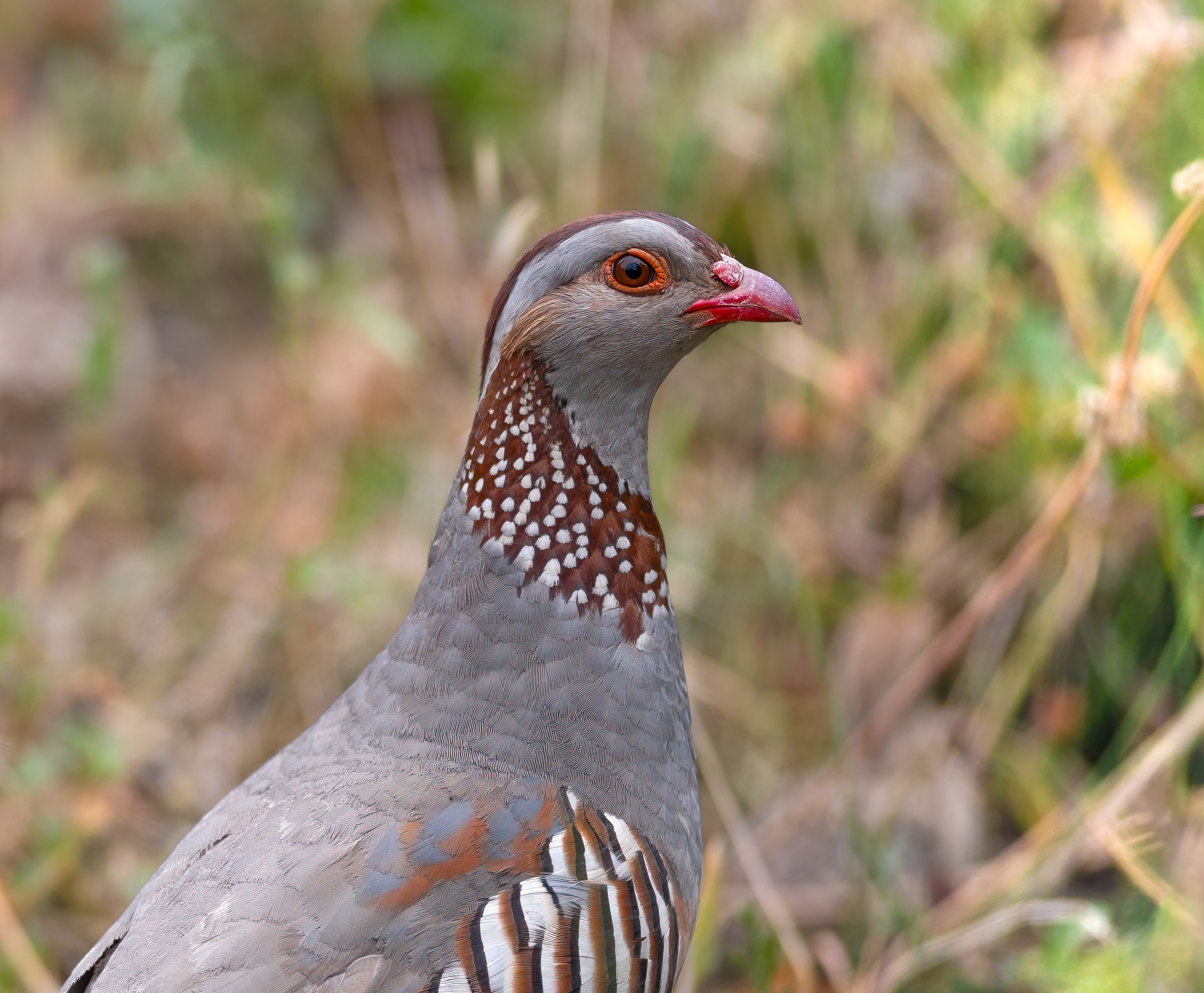 Wildlife photograph