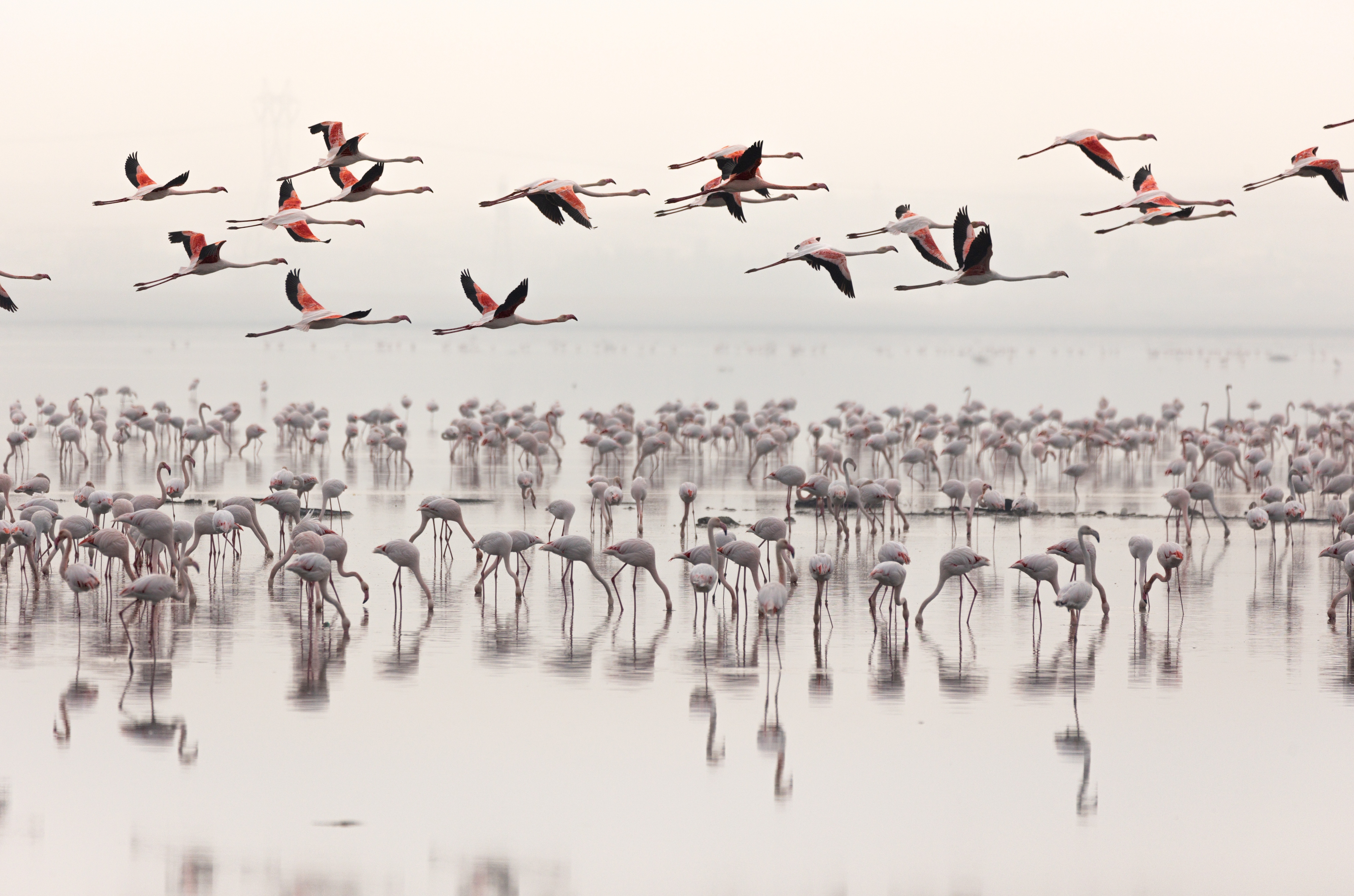Wildlife photograph