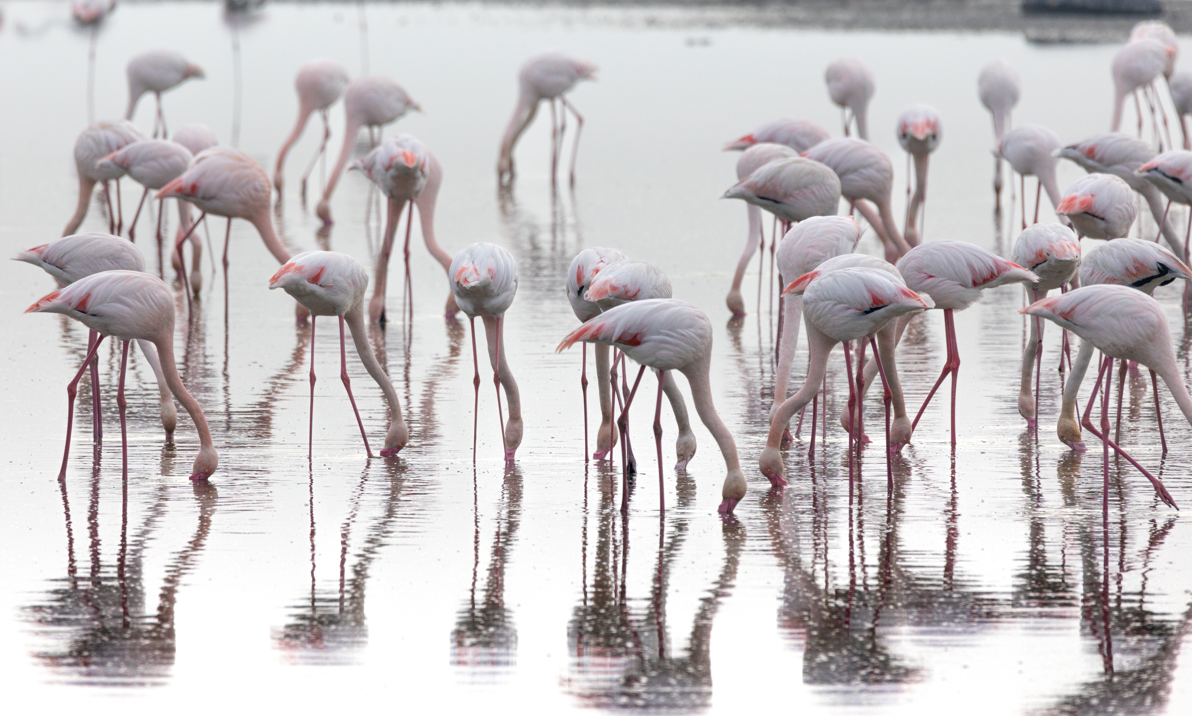 Wildlife photograph