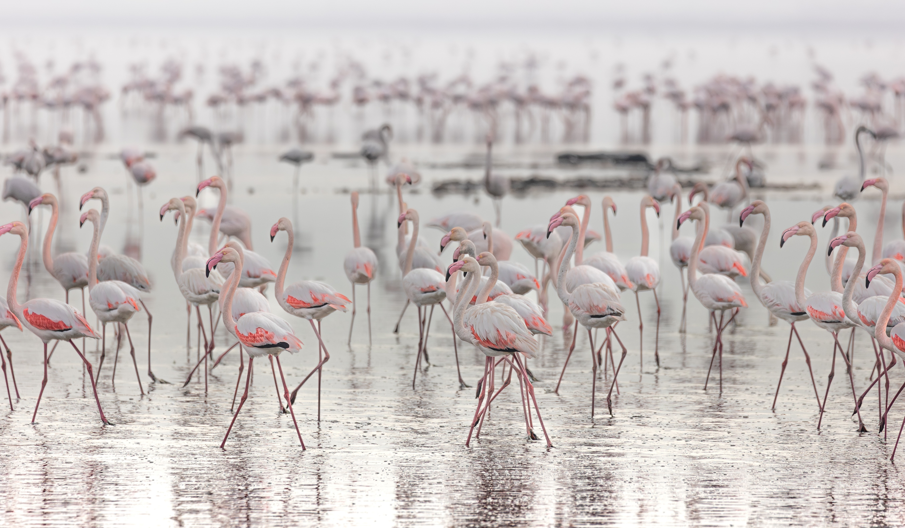 Wildlife photograph