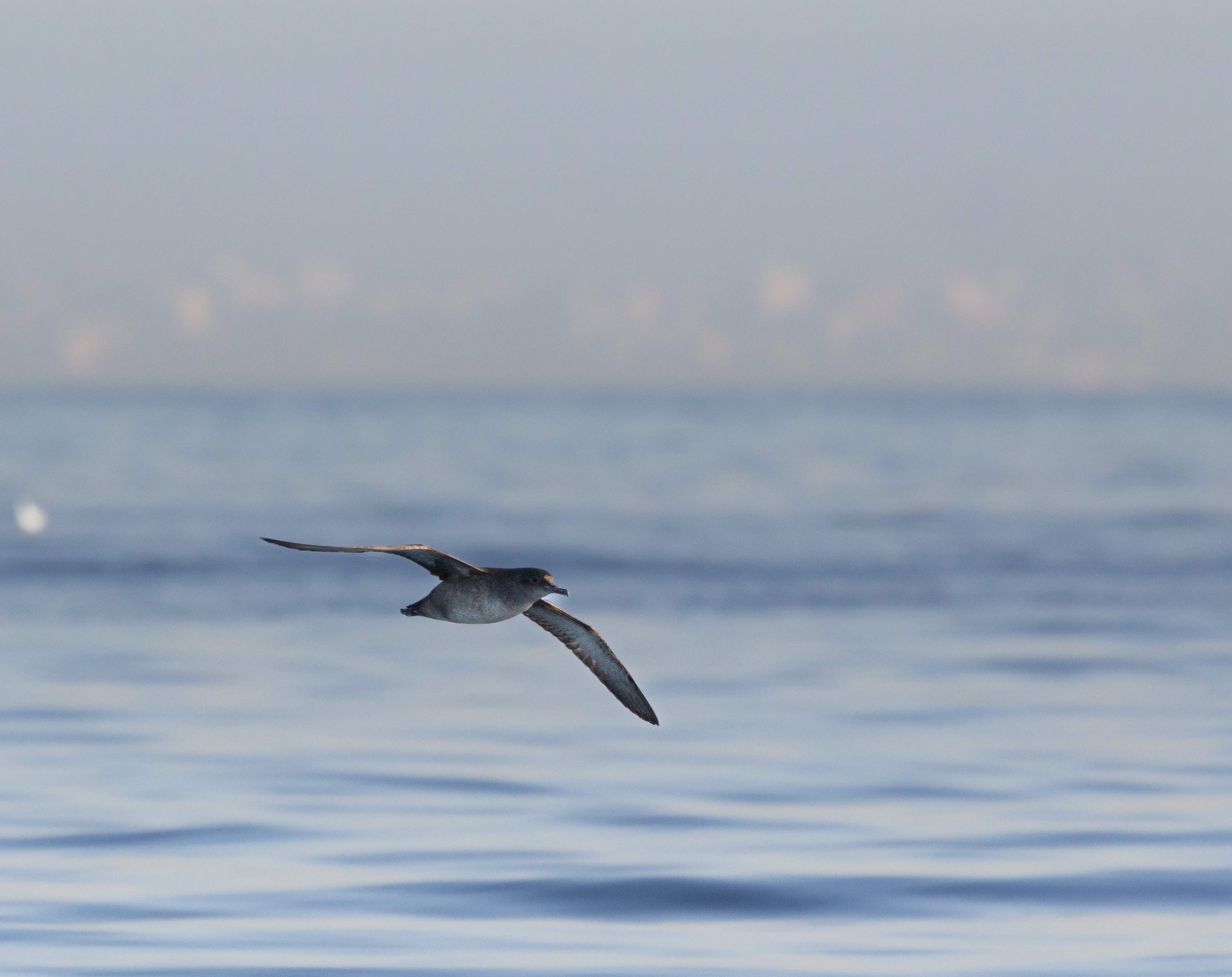 Yelkouan Shearwater Over the Sea