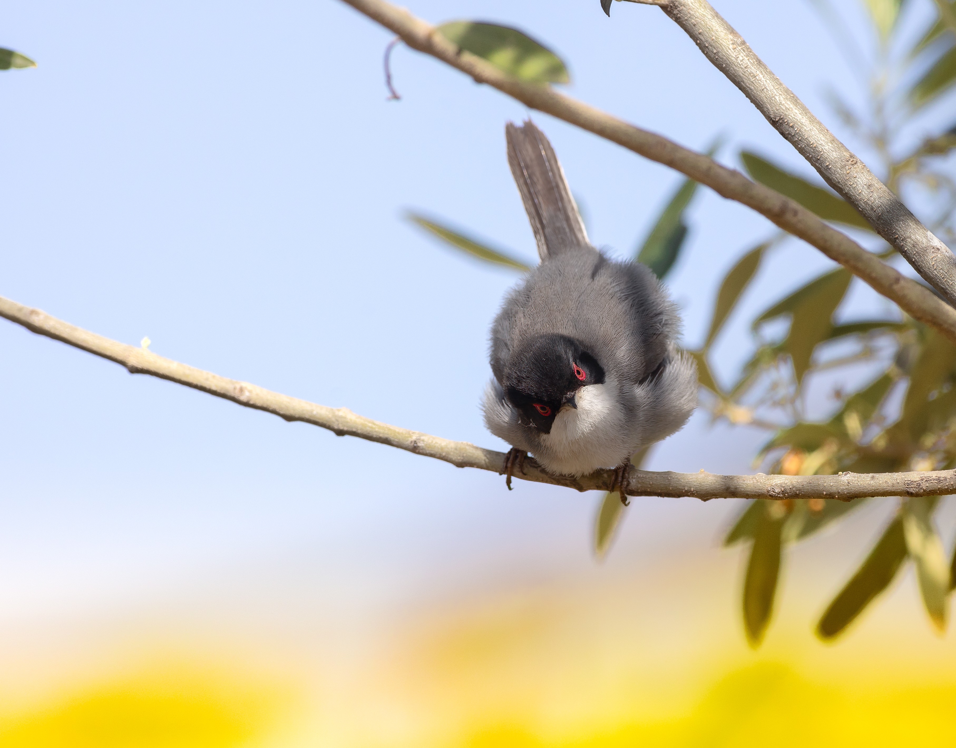 Sardinian Warbler in the Scrub