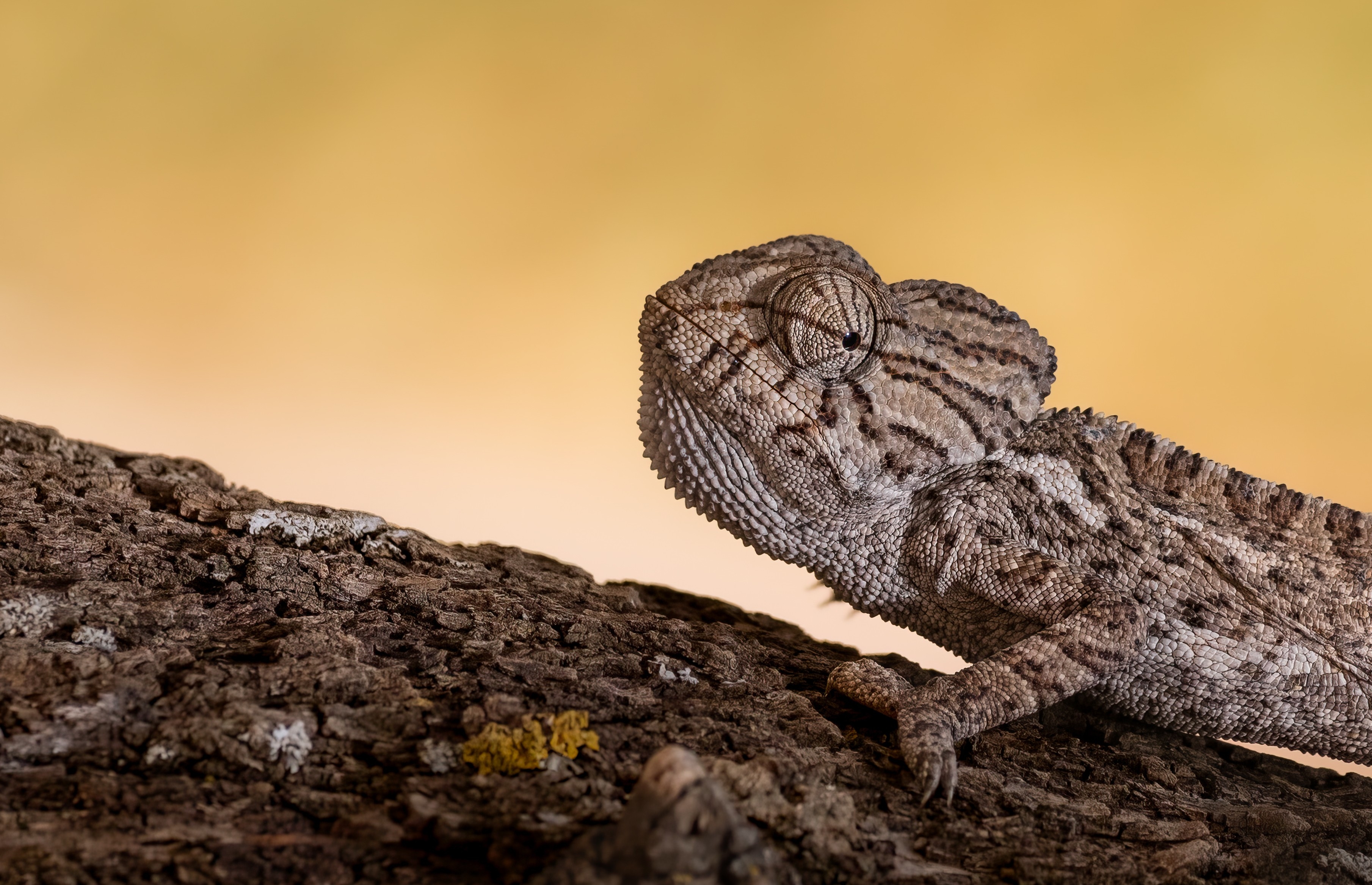 Wildlife photograph