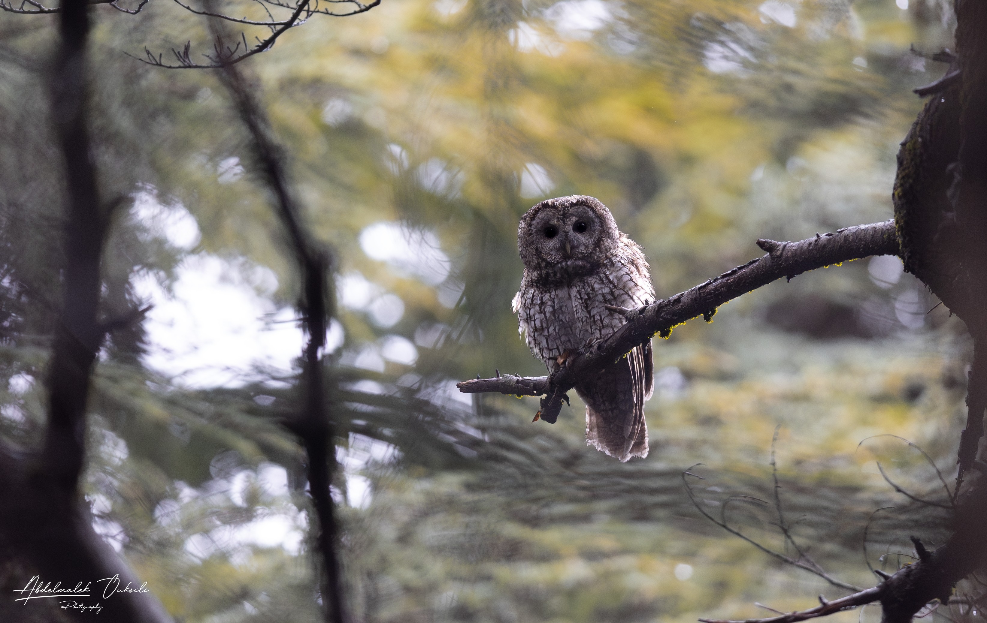 Wildlife photograph