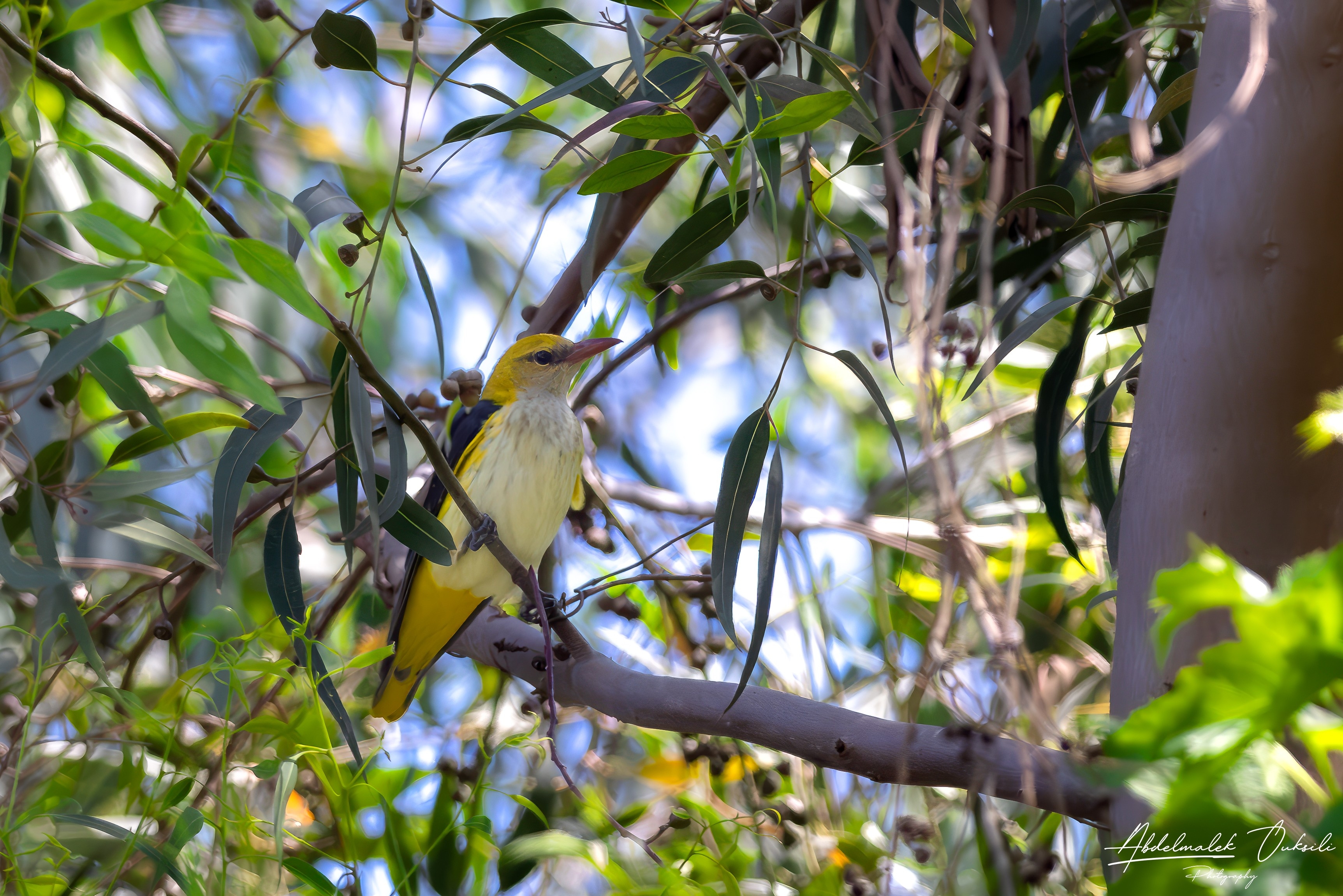 Wildlife photograph
