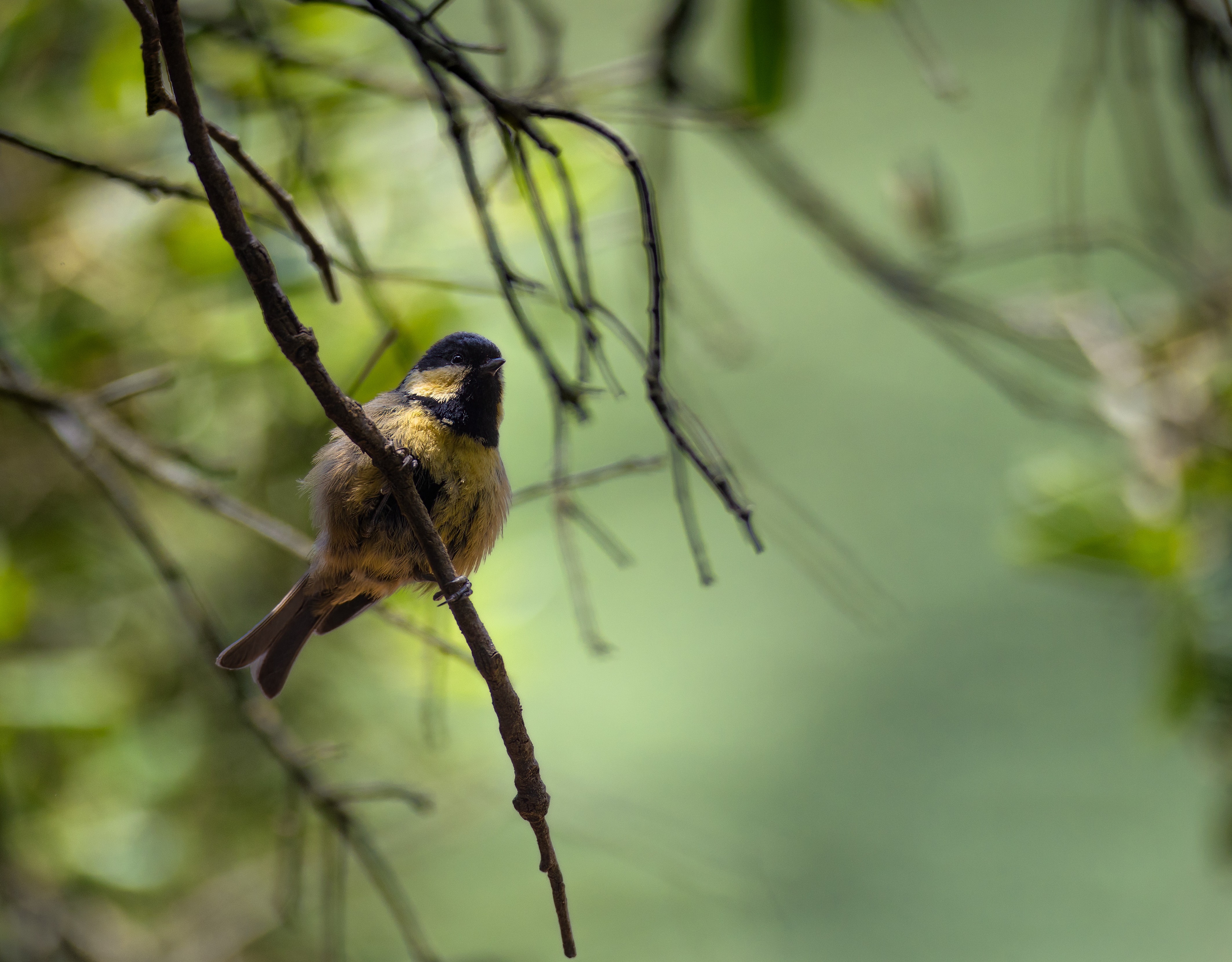 Great Tit